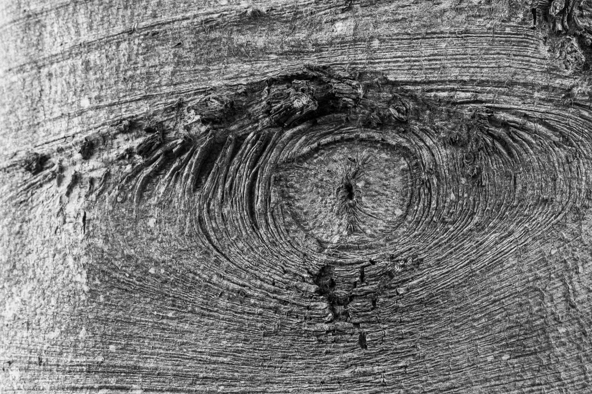 Træets øje