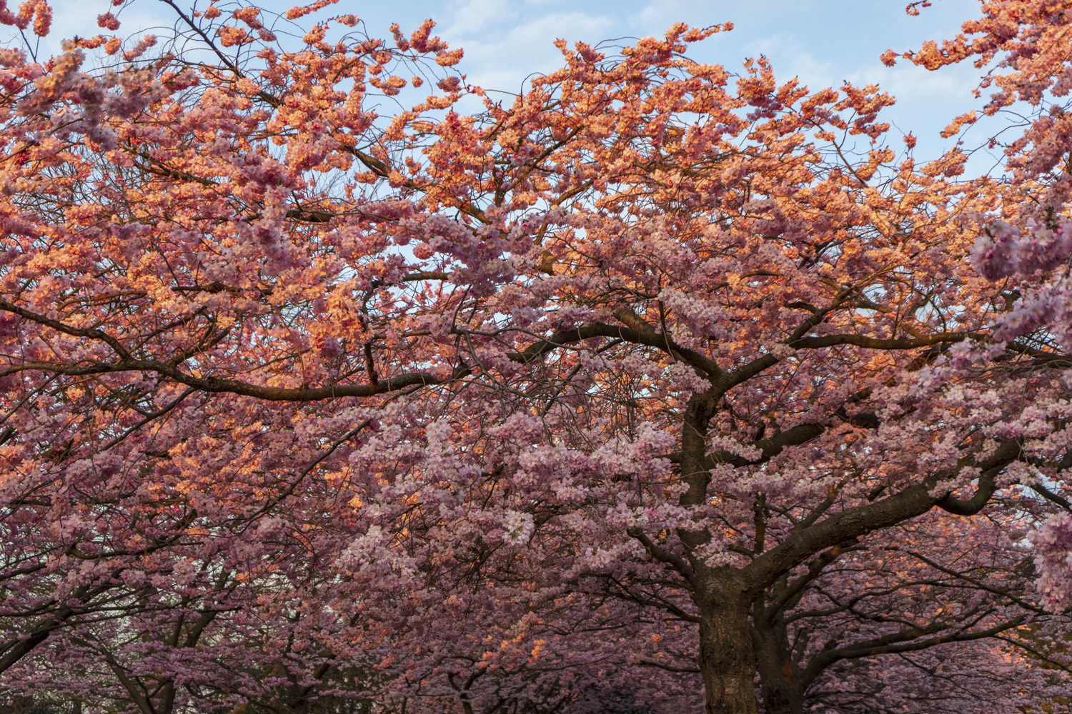 Japansk kirsebærtræ.