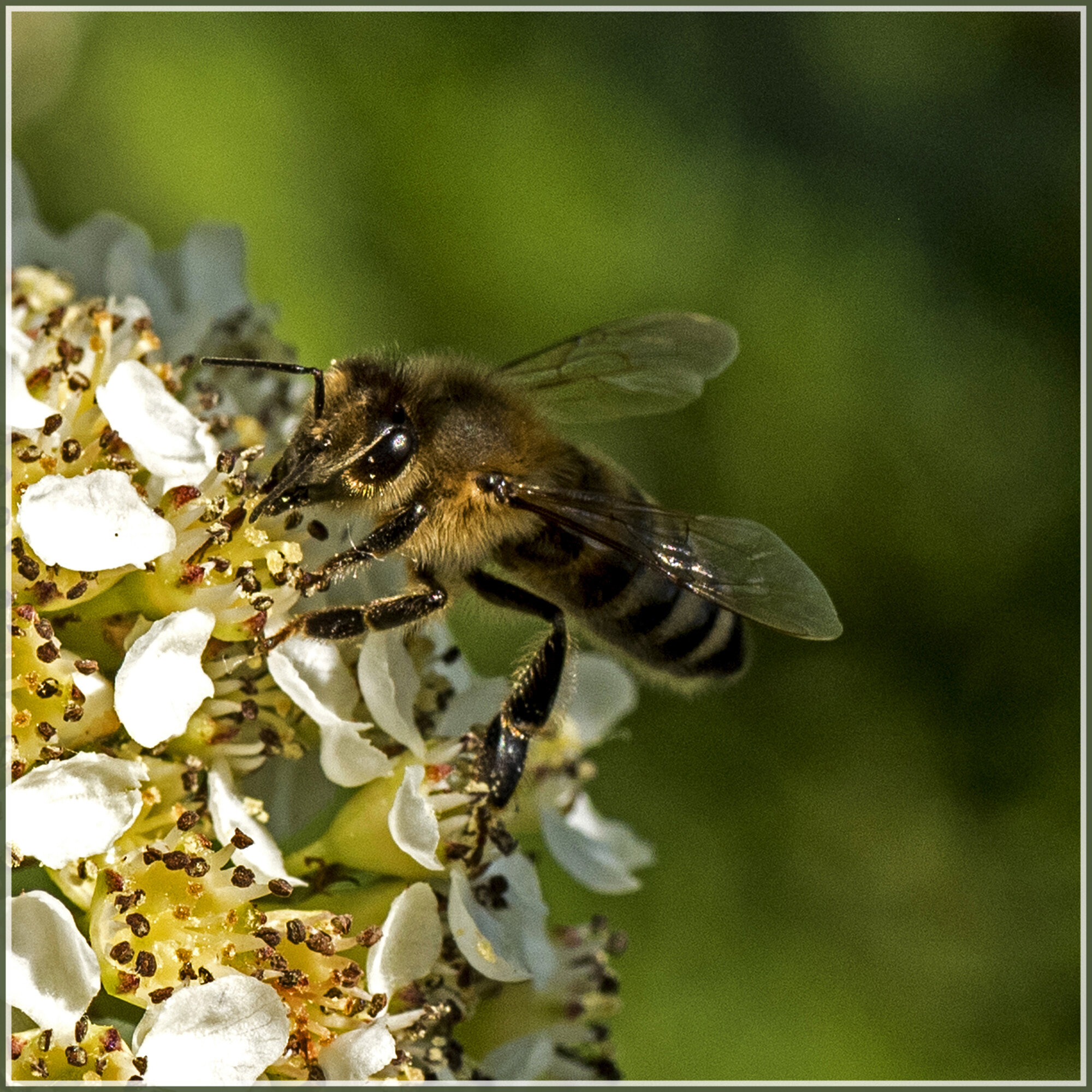 Honningbi i Perlerøn