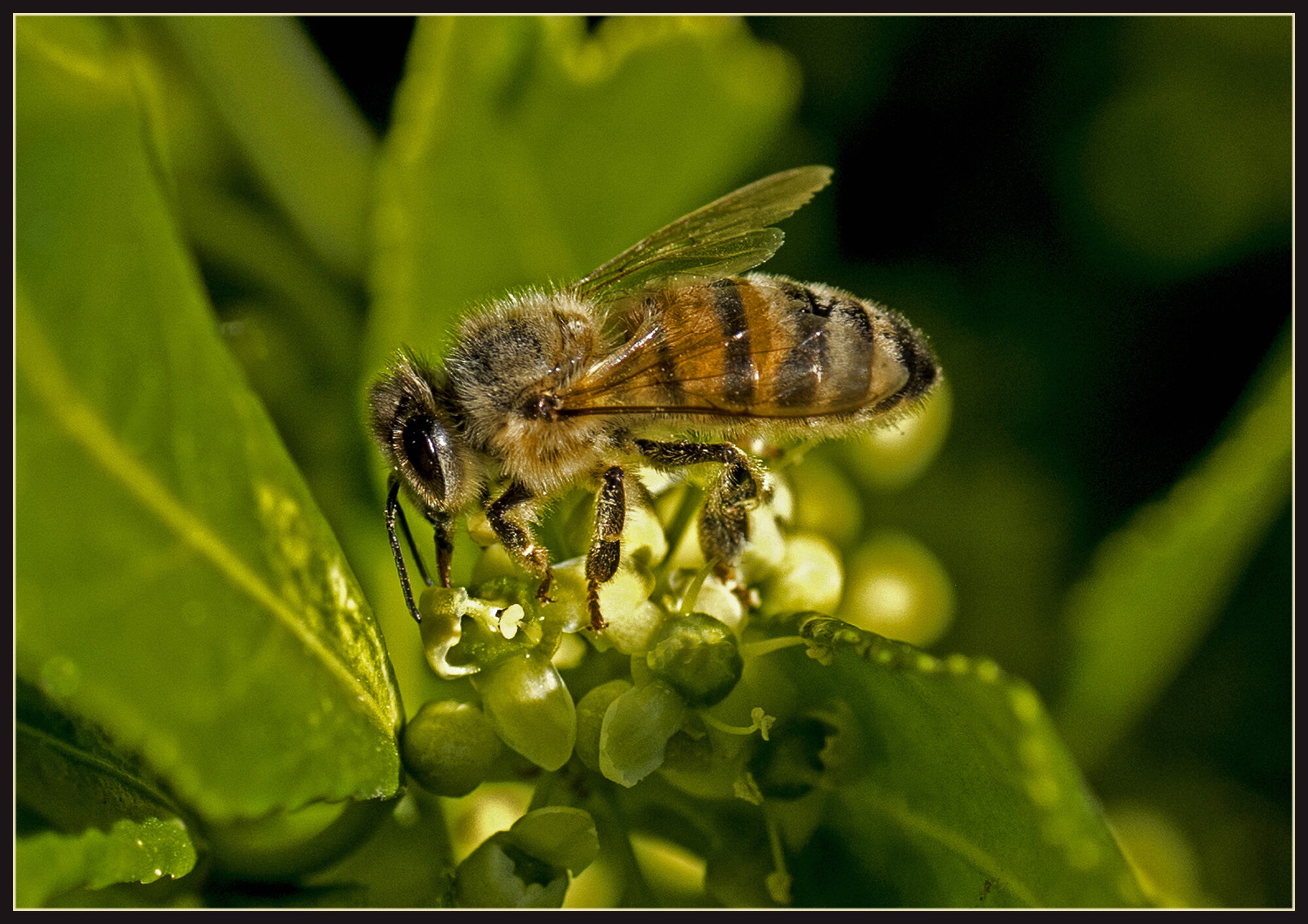 Honningbi i Benved