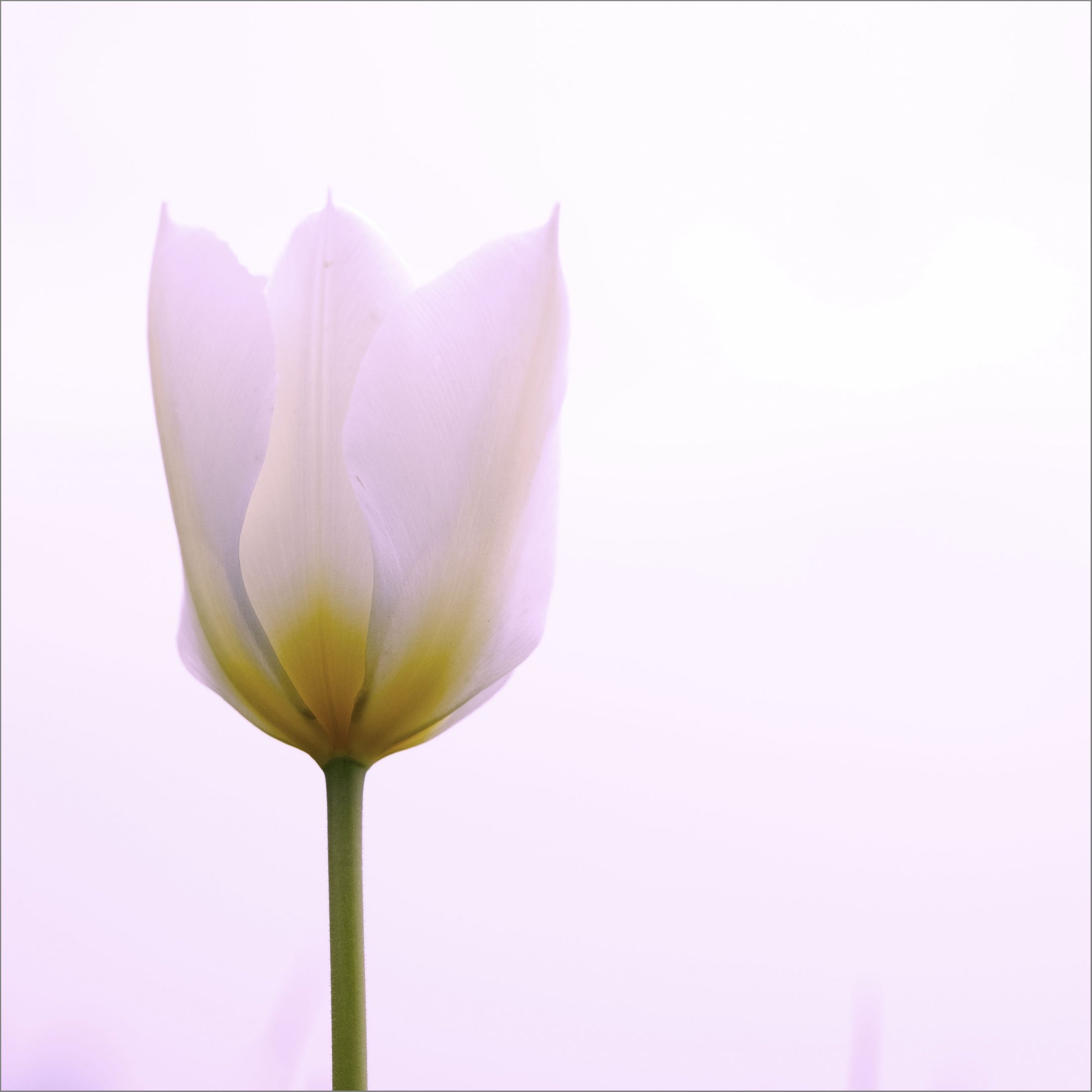 Den sarte tulipan